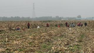 临沭县青云镇：公益岗助农抢收玉米 暖心行动守护秋收安全