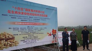 临沂市花生绿色防控提质增效试验示范现场会在临沭县大兴镇芦庄村召开