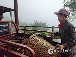 赤水葫市镇：箐竹笋出山 订单助农增收