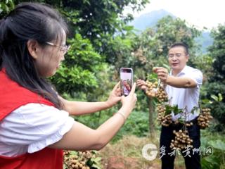 赤水“桂圆书记”带火甜蜜果 小屏幕捧红乡村甜