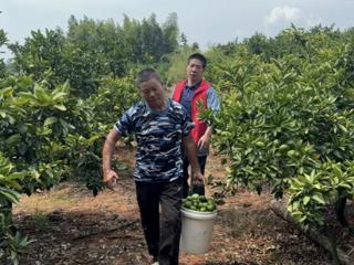 新余高新区马洪办事处特色产业促增收