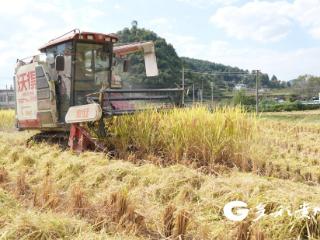 播州区泸江村水稻喜迎丰收 专家测产助力农业升级