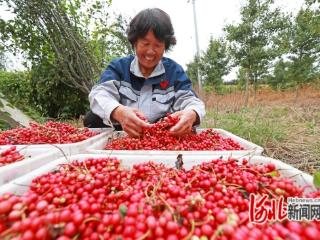 河北玉田：中药材种植富农家