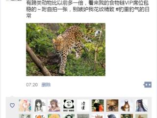 东北虎豹国家公园设立四周年 刷到了东北虎、东北豹的朋友圈