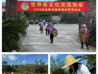 世界茶文化交流协会2025秋安溪铁观音研学活动圆满落幕