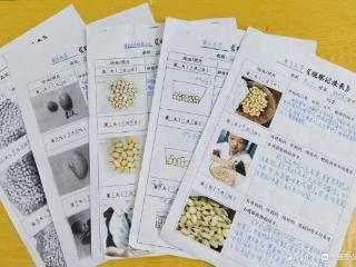 观察实践助成长——新区小学开展黄豆发芽观察实践活动