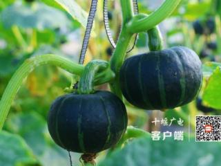 房县白鹤镇：贝贝南瓜丰收在望 产业惠农硕果累累