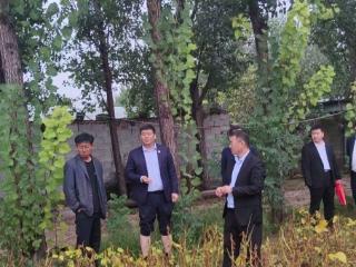 平安产险泰安中心支公司积极行动，助力东平县商老庄乡抗灾减损，保障秋粮丰收
