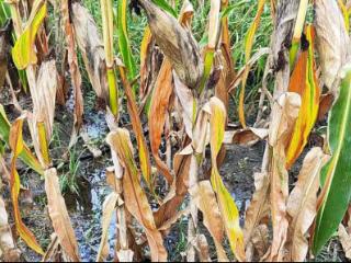 平安产险莱州支公司：风雨同舟护秋收