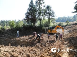 绥阳县宽阔镇：千亩虎杖喜丰收 绘就乡村振兴新图景