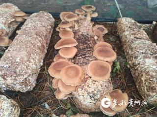 播州区洪关苗族乡：林下种植马桑菌 撑起群众“致富伞”