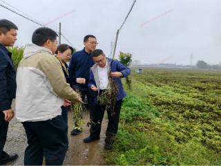主动作为显担当 政企联动共护“三农”发展——平安产险焦作中心支公司高效推进农业保险理赔服务