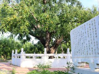 保护古树，留住那一抹乡愁
