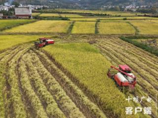 开足马力抢秋收，房县白鹤“白鹤贡米”颗粒归仓