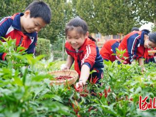 解锁 “田间课堂”！邢台临西吕寨学子耘梦园实践记