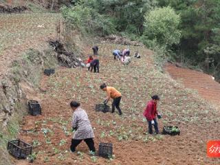 江口铁厂村：400亩淫羊藿促村民集体“双增收”