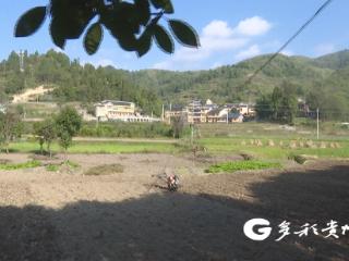 播州区乐山镇：“稻油”轮作变“农闲田”为“增收田”