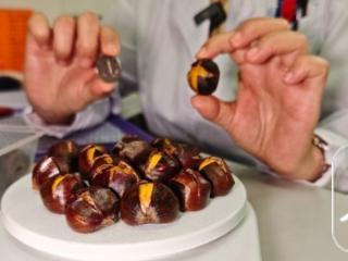 小叶医探 | 16颗熟板栗约等于1碗米饭热量 专家提醒：每天别超过这个数