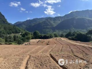 赤水官渡镇：卷丹百合已下地，来年共赏好“丰”景