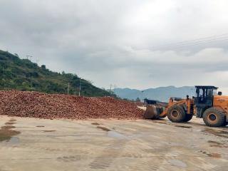贵州思南：“全产业链体系”推动双高红薯向二三产业延伸