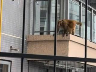 南宁一高层小区出现猴子“飞檐走壁” ，社区回应：等待专业部门处理