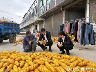 东明农商银行开启秋收金融保障行动 助力秋粮抢收