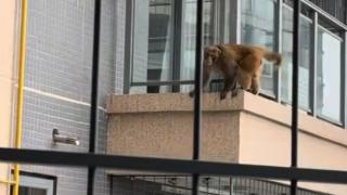 南宁一高层小区出现猴子“飞檐走壁”后续｜ 动物园称没有猴子外逃，部门回应在现场处