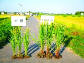 南农院士团队研发木霉菌助力水稻优质高产