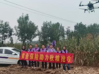 战阴雨抢农时 紫金保险全力护航秋粮颗粒归仓