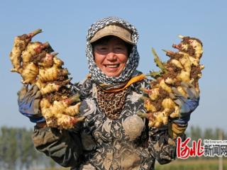 河北玉田：生姜丰收助增收