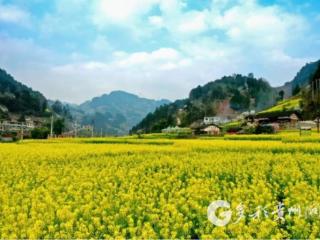 习水499万资金赋能油菜产业 种植户迎多重利好