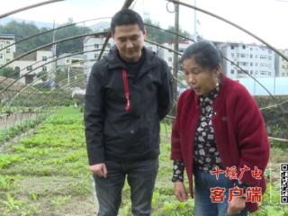 连续阴雨蔬菜减产 十堰农技专家下地“开药方”