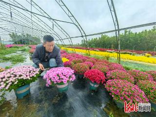 记者走基层｜“云端花市”撬动新商机