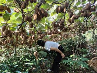 独山翁奇村：甜“猕”飘香迎丰收