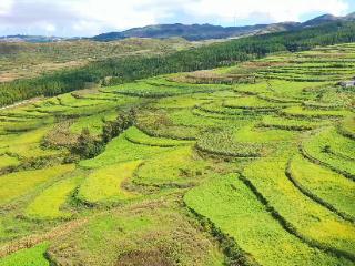 盘州乌蒙镇：5000亩苦荞丰收在望