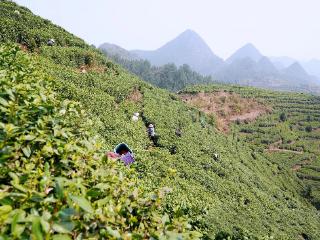 劳模领航茶产业 粤黔协作促振兴—— 广东花都、贵州关岭两地以茶为媒绘就东西部协作新图景