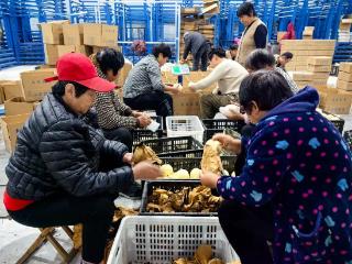 郓城丁里长街道：返乡人才电商助农，5万斤山农酥梨7天售罄