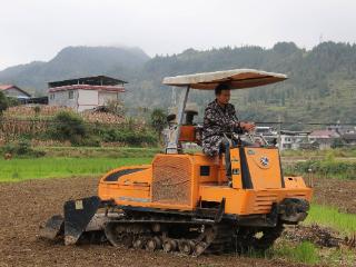松桃麻兔村：600亩油菜让“冬闲田”变“增收地”