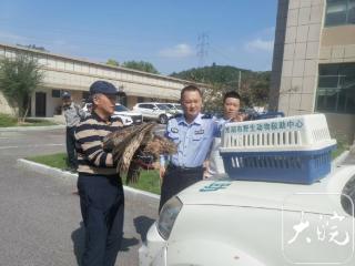 芜湖警民同心救助国家二级保护动物雕枭