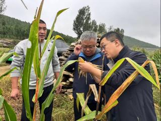 中国人寿财险山东省分公司：聚焦秋收“急难愁盼”，守护“齐鲁粮仓”安全