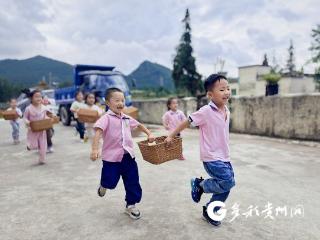 苗乡秋意浓，柿园童趣满！摆金中心幼儿园把劳动课搬进田间地头