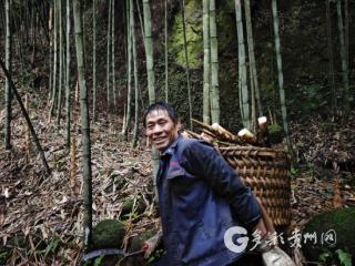 竹林听笋！赤水这样“拿捏”了乡愁与经济