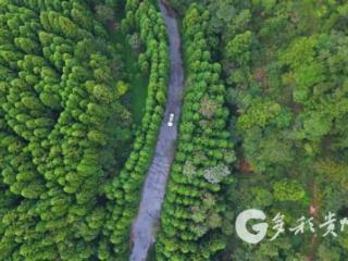 习水飞鸽林海：一场涤荡身心的“森呼吸”之旅