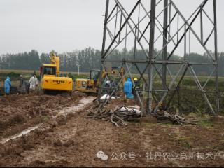 应对秋雨连绵：菏泽牡丹芍药灾害防控手册