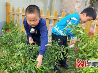 石家庄市新华区各学校开展“世界粮食日”主题活动