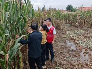 党建引领 金融护航：青岛农商银行十二条举措全力守住“粮袋子”