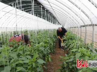 石家庄高邑：大棚辣椒喜获丰收