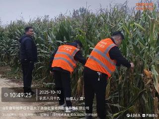 平安财险聊城中支快速预赔助力秋粮收获