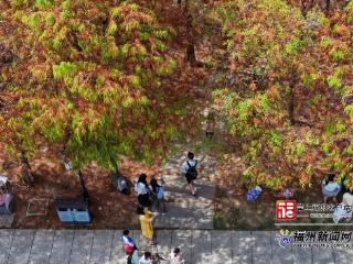 读城｜提前一个多月 乌龙江湿地收获秋日红杉