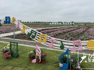 三万盆菊花开成海 全椒菊博园首日“炸街”